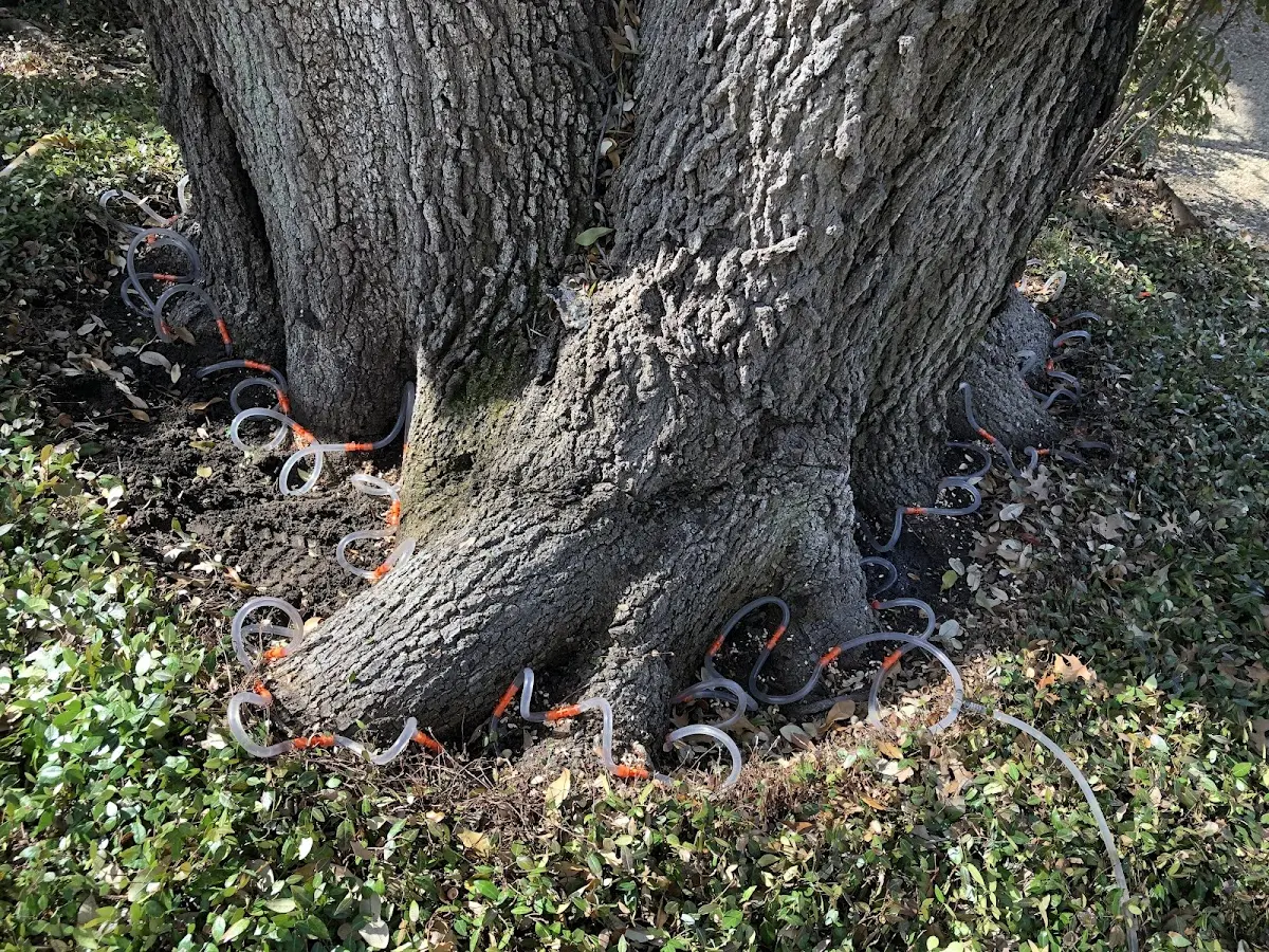 Detailed Tree Cabling and Bracing job site in Northrop