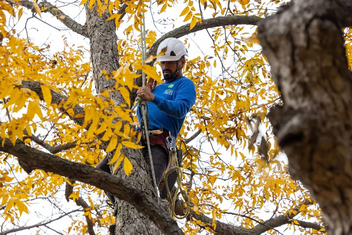 Skilled Tree Trimming crew working in Northrop